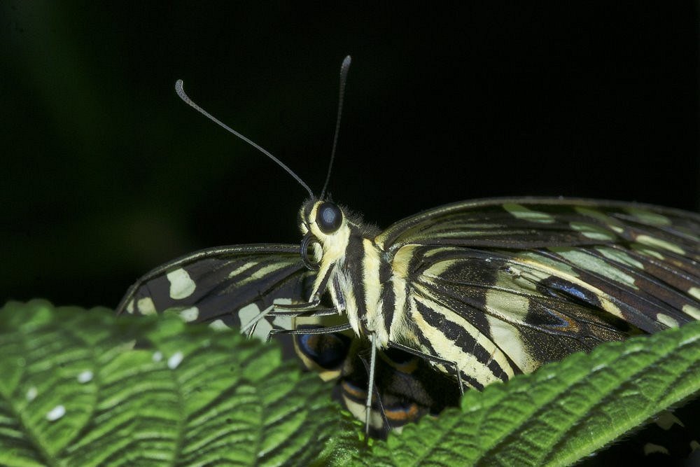 Schmetterling