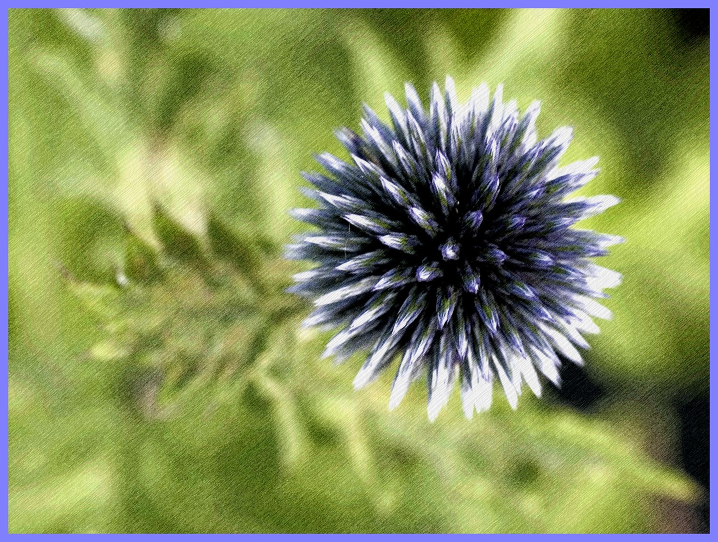 kugeldistel