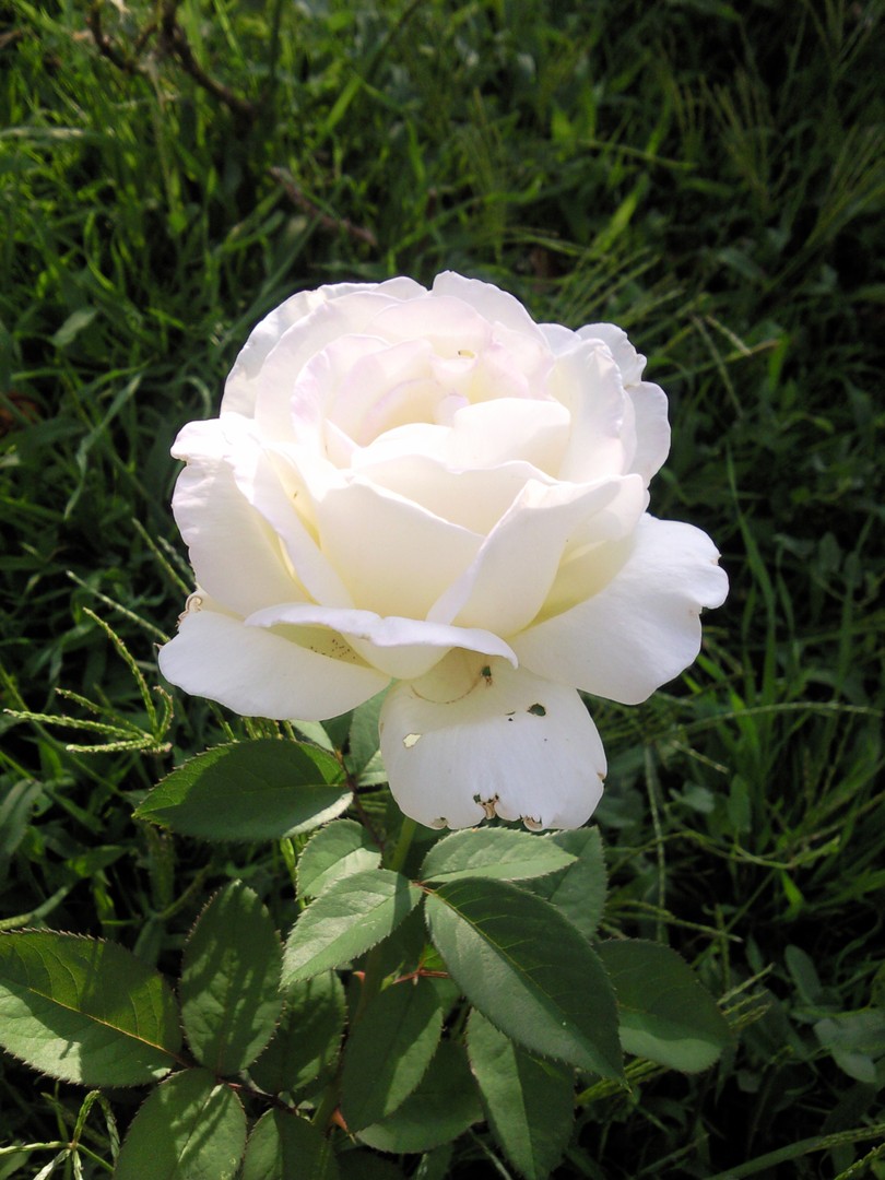 rosa blanca