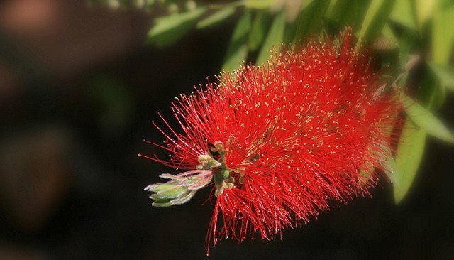 Bottlebrush