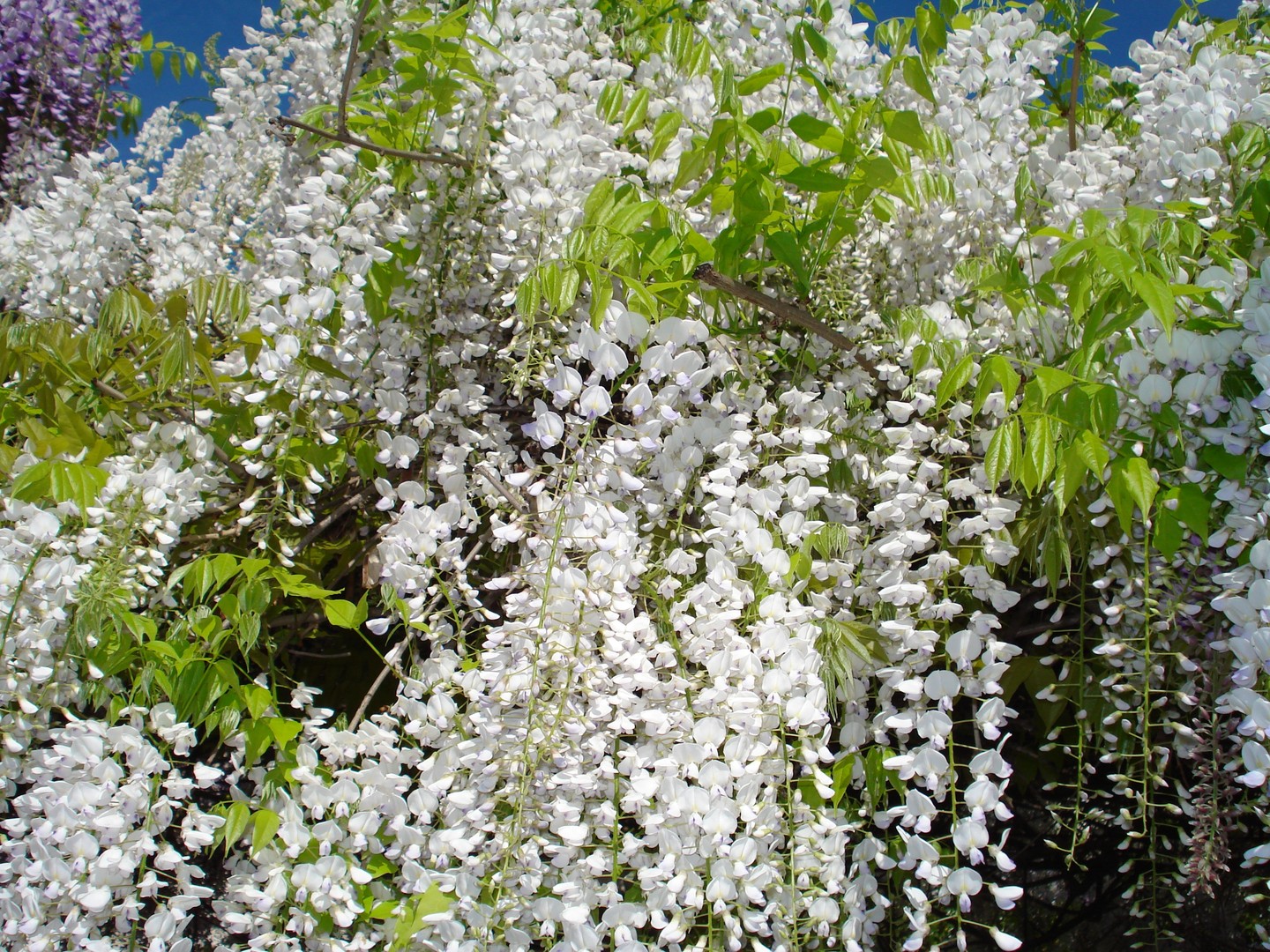 Traumhafte Blüten in Abano