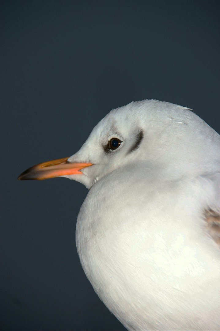 Möwenportrait