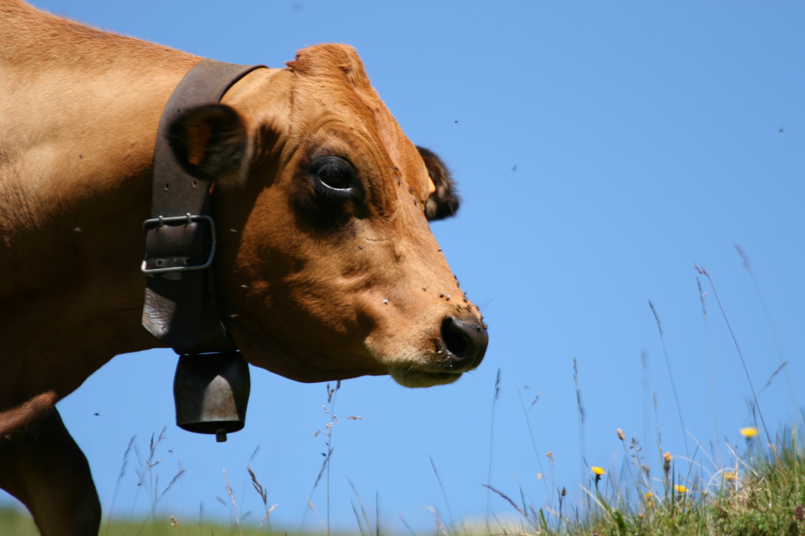 Pralognan la Vanoise - Vache dans les alpages