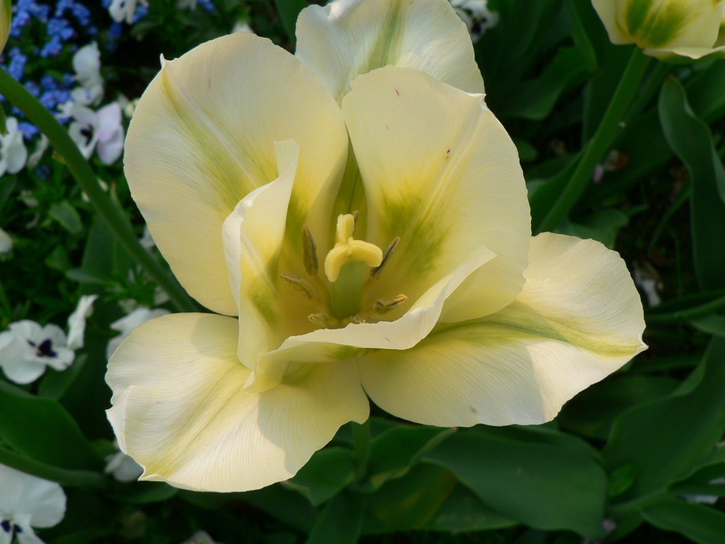 Tulpe