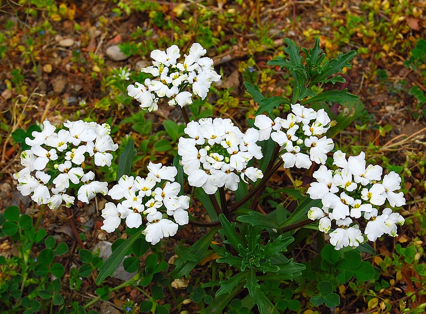 Fleurs.