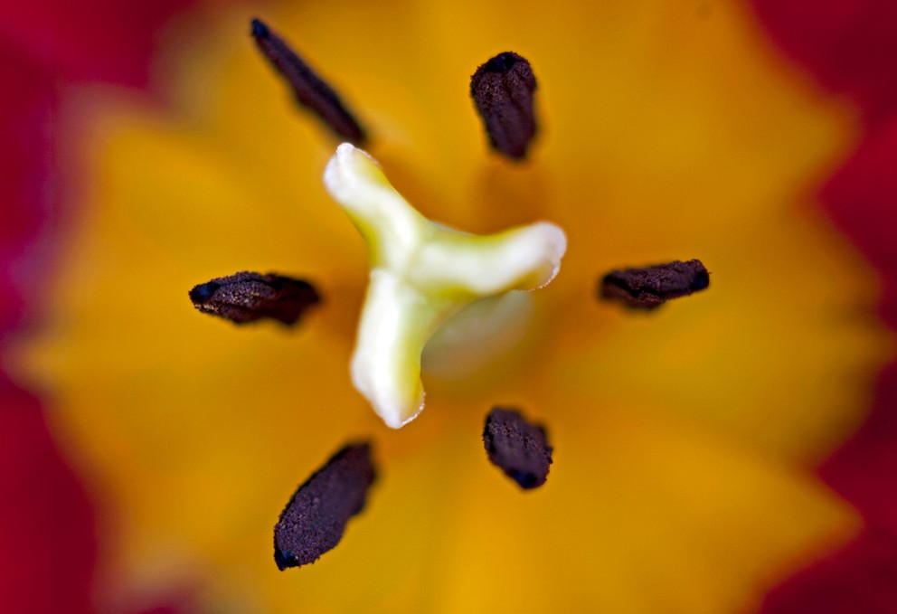 Tulpenblüte Inneres.