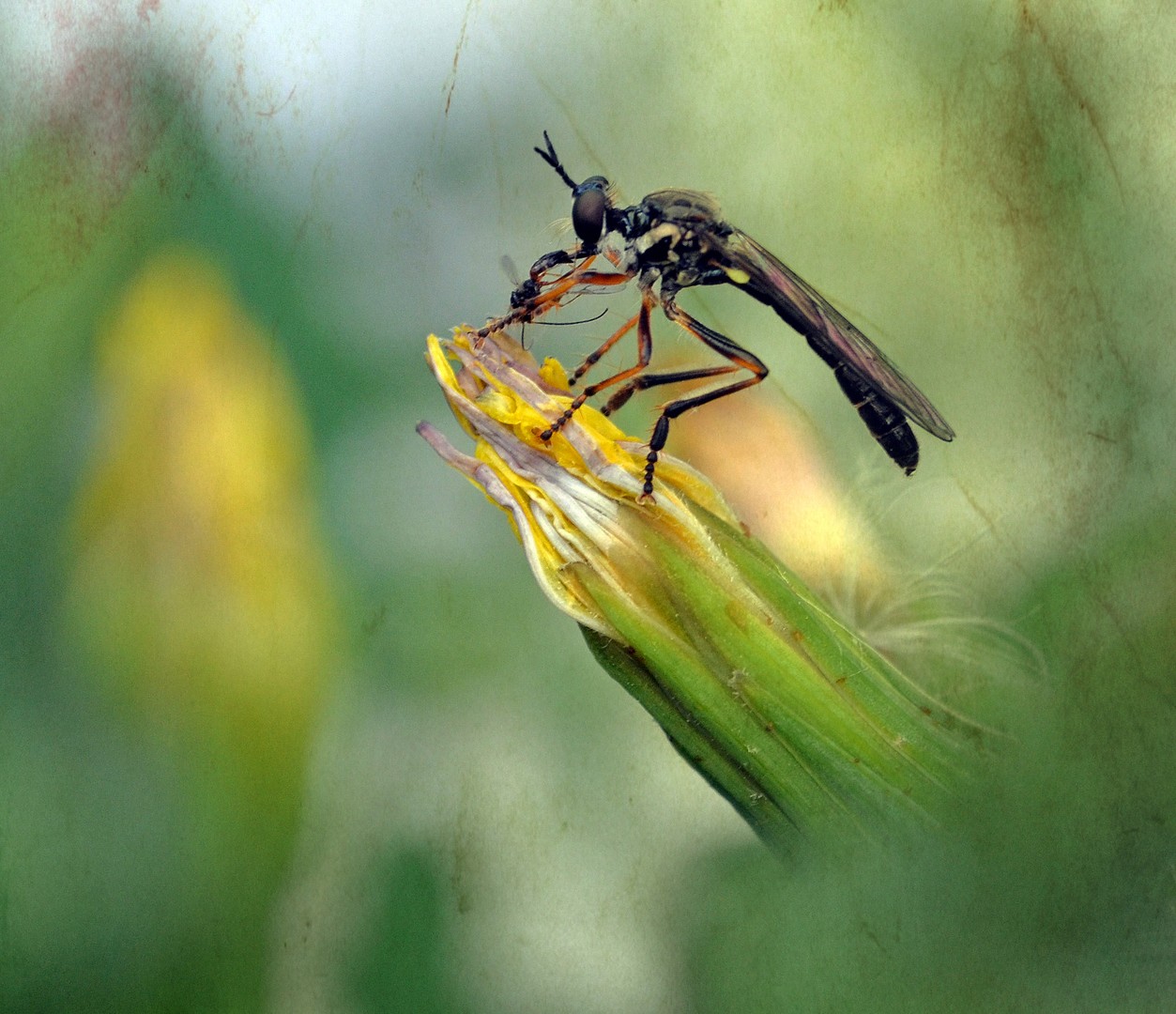 Kleine Mörderfliege