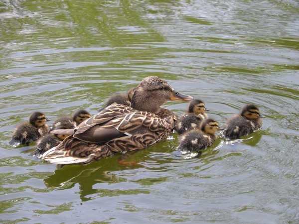 famille canard