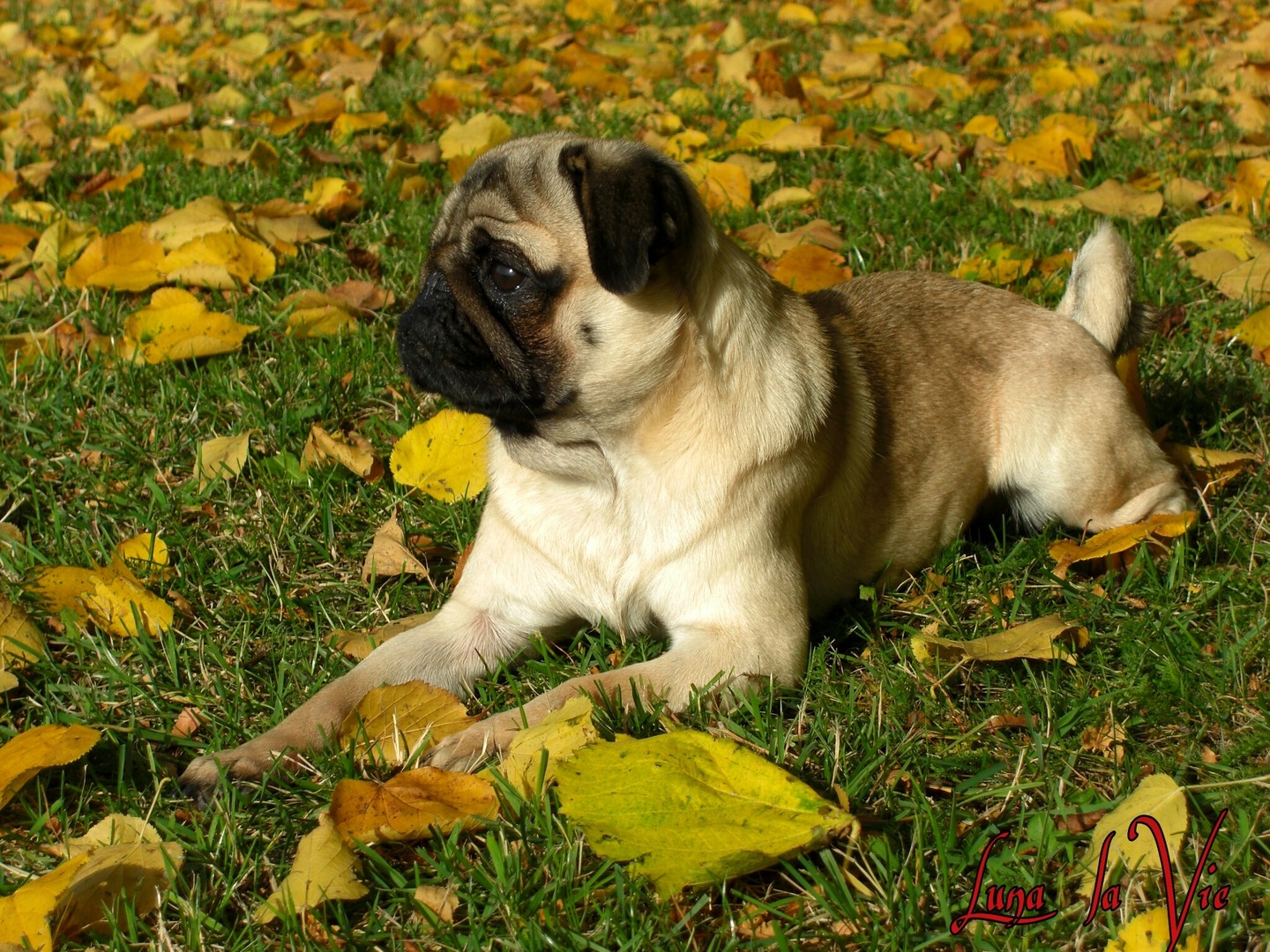 Mops im Herbstlaub