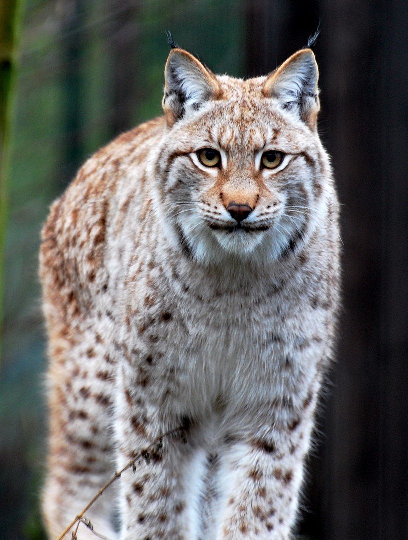 Lynx