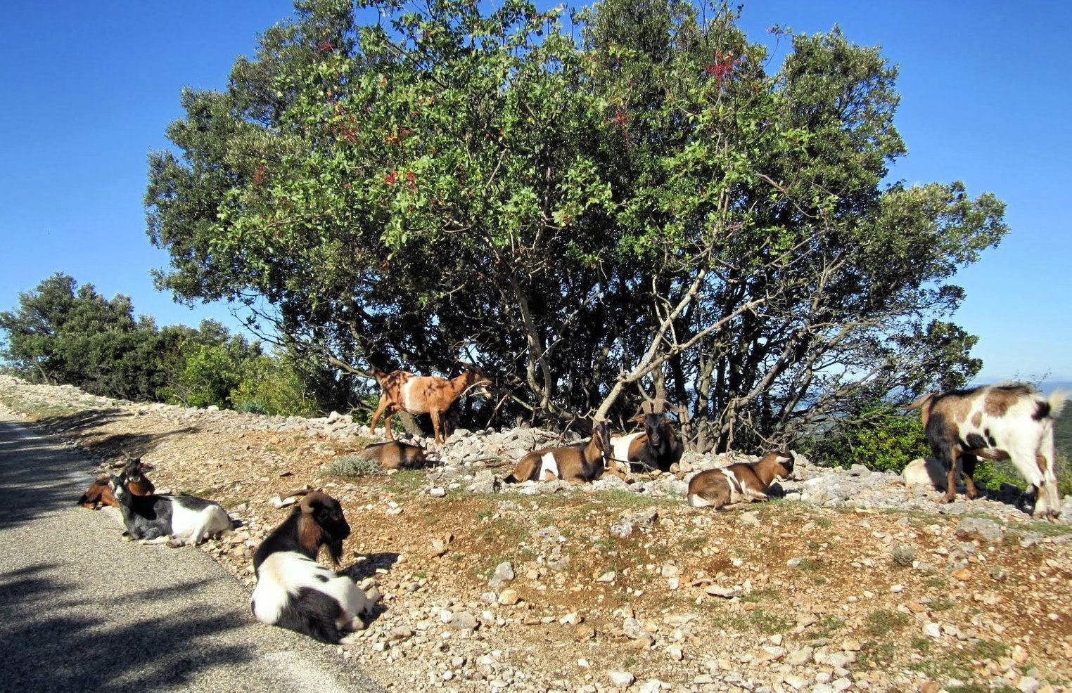 Bergziegen