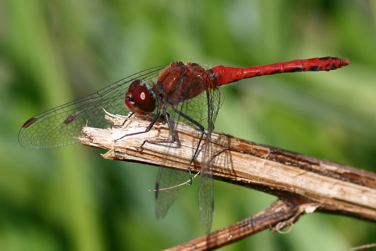 Blutrote Heidelibelle