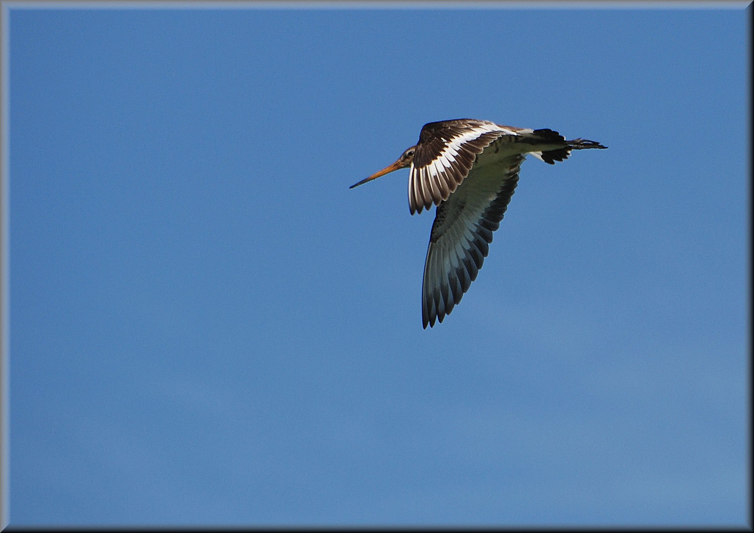 European Black-tailed Godwit ( limosa Limosa ) 