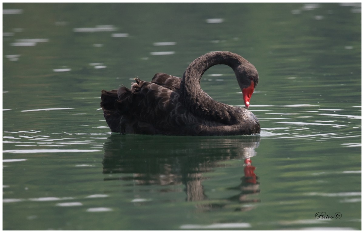 Cigno nero