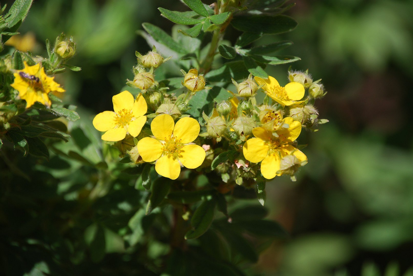 Petites fleurs .