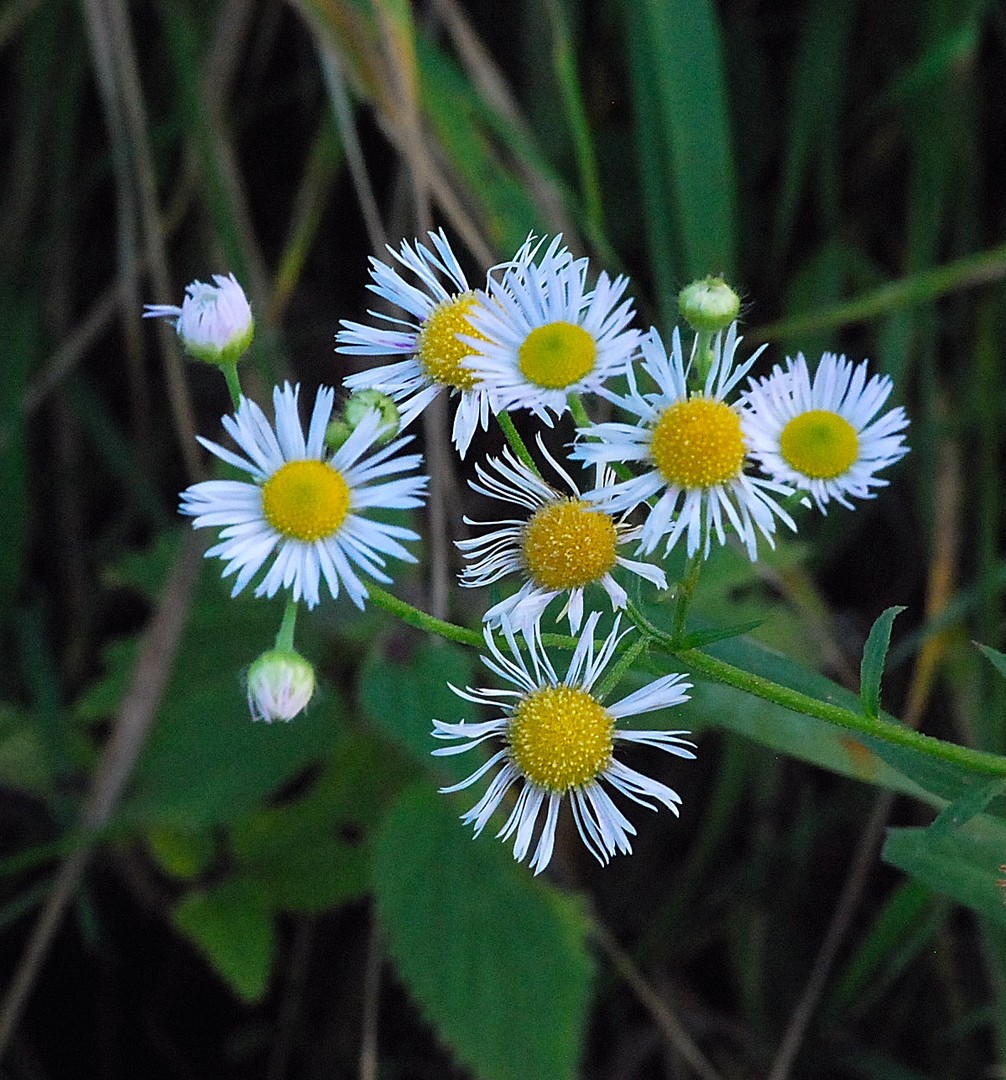 Fleurs.