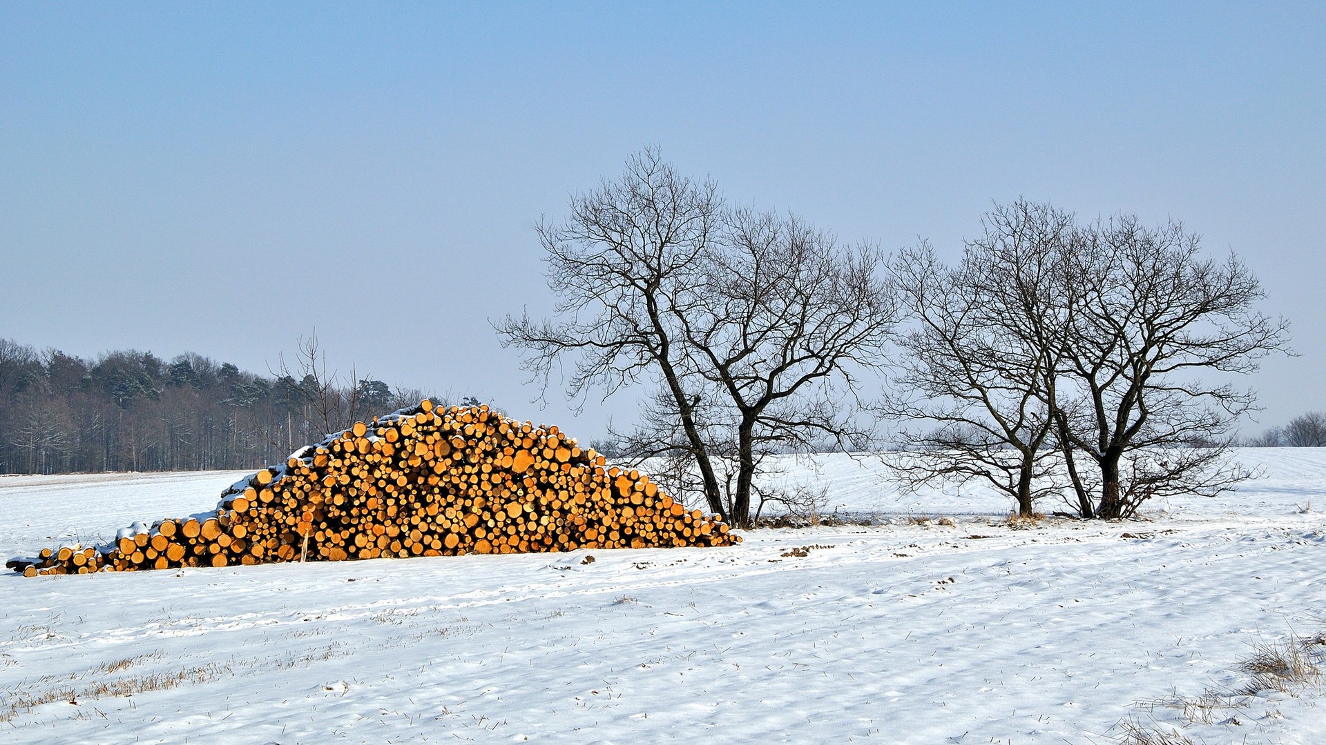 winterliche Kontraste