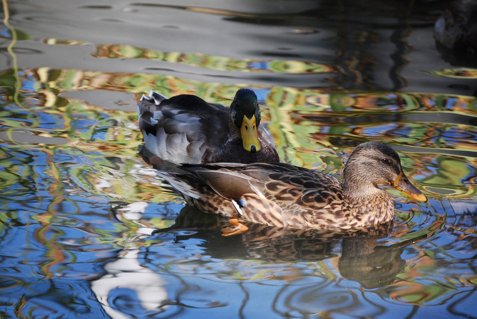 Canards.