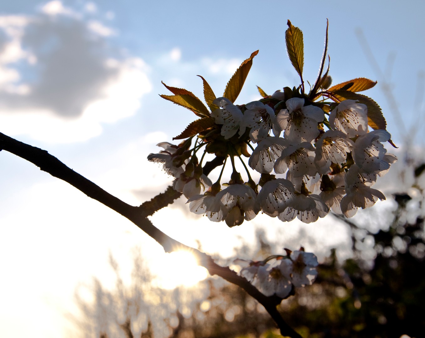 Sunset Flower