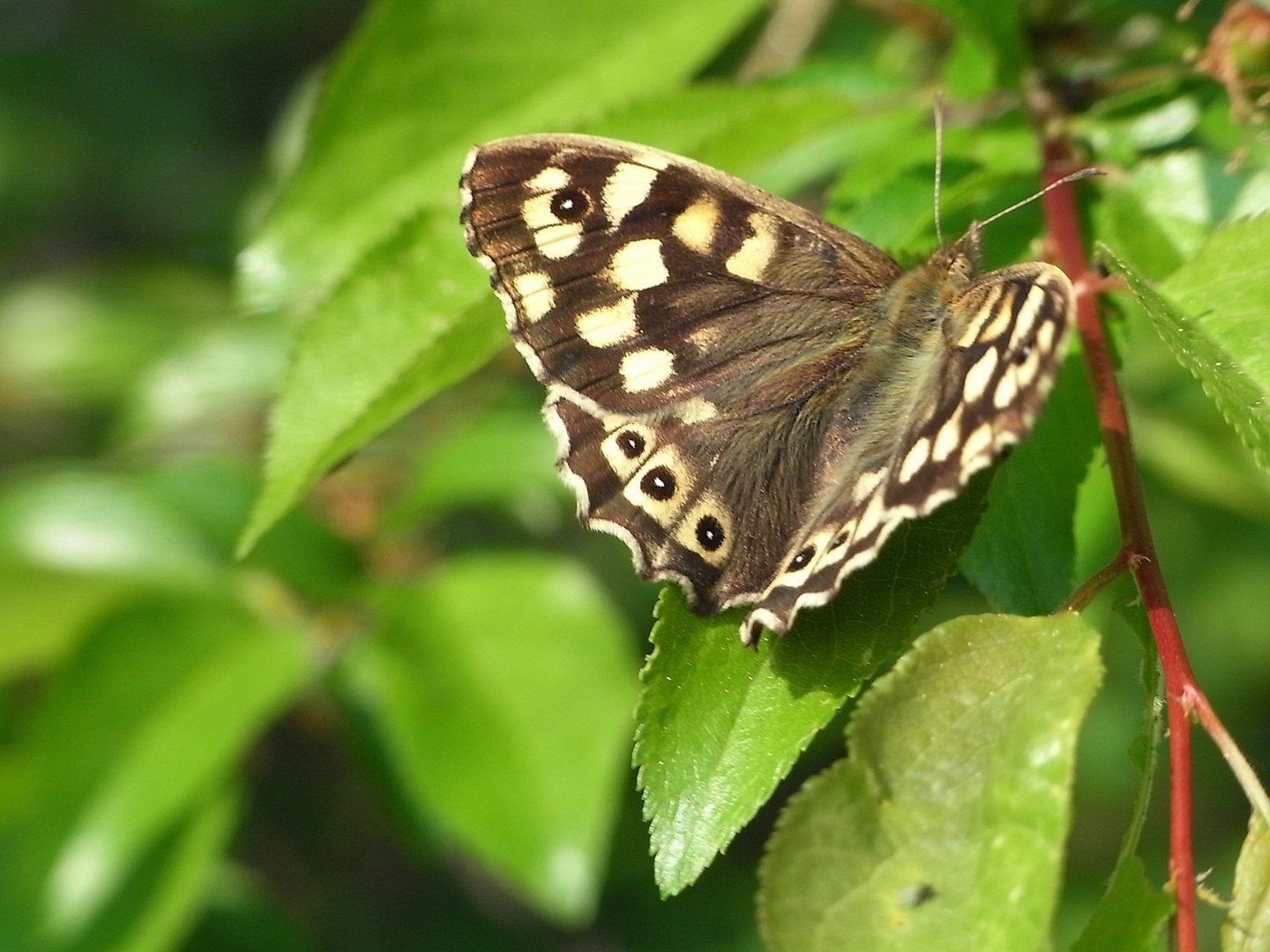 Schmetterling