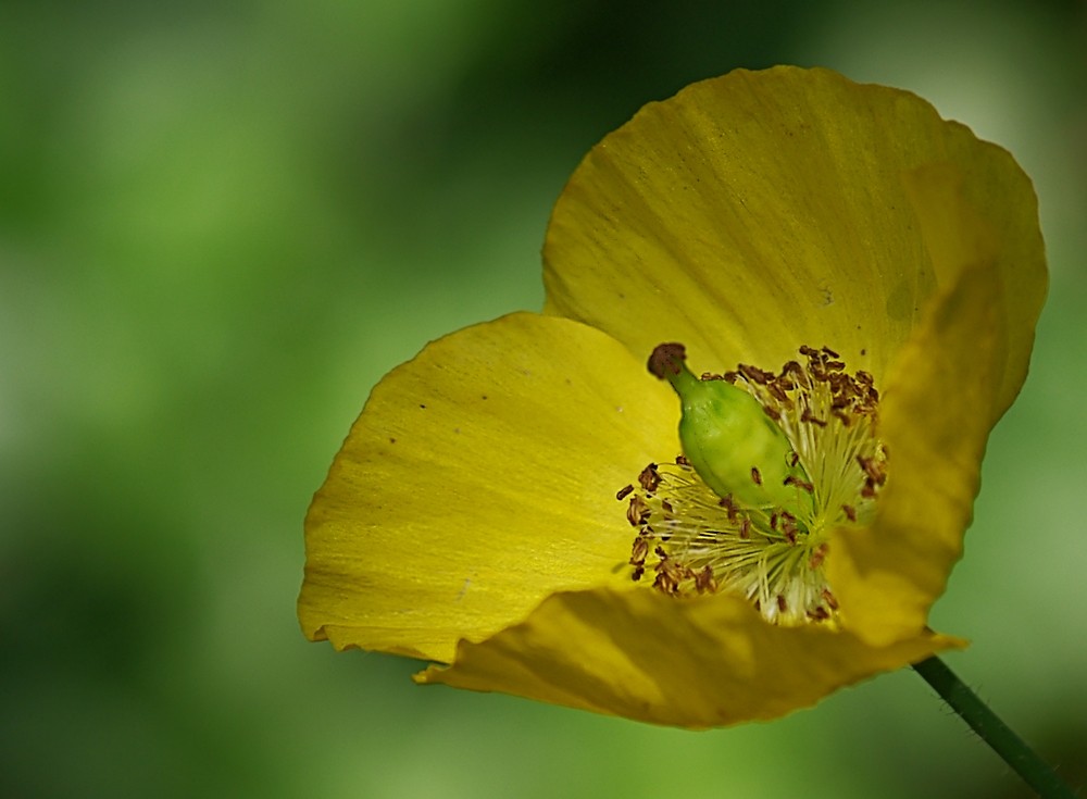 Gelber Mohn