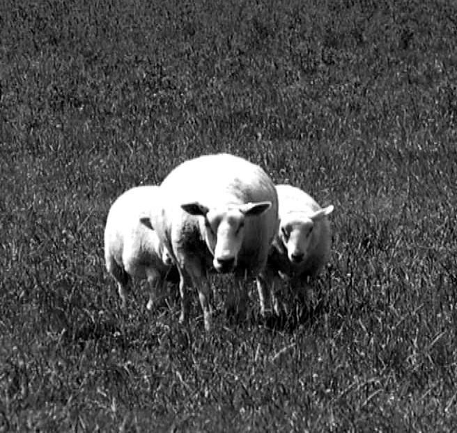 Black & White Sheep