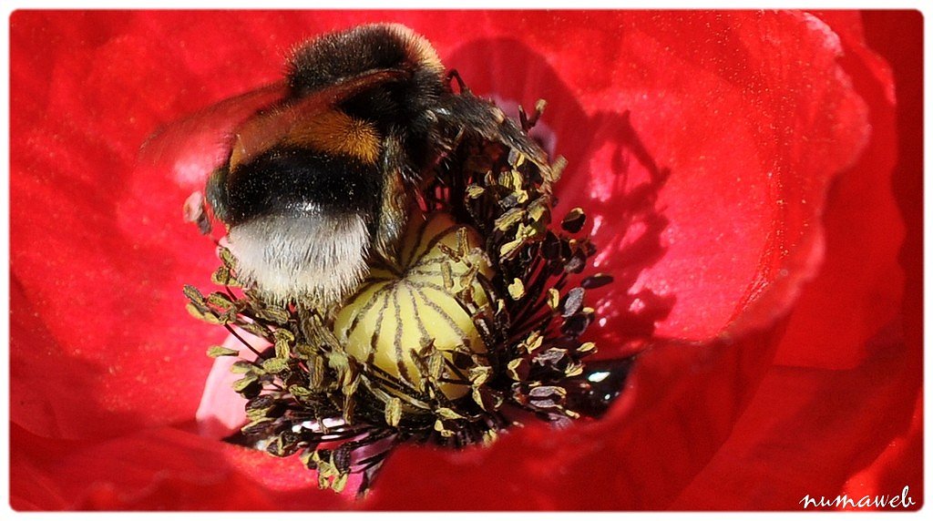 Un bourdon butine un coquelicot