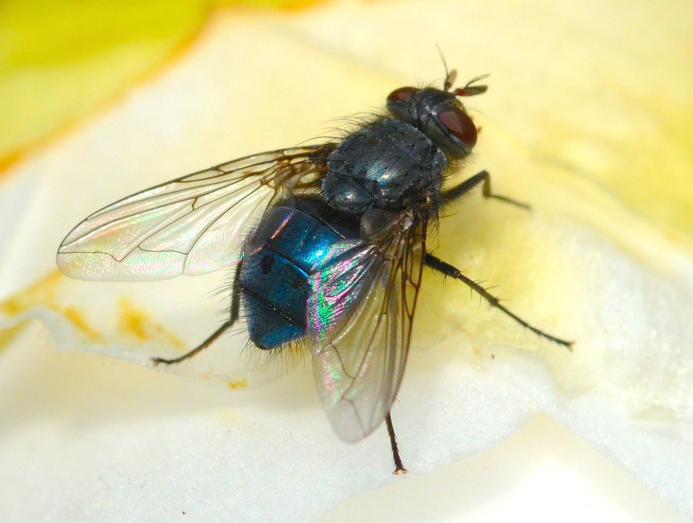 Calliphora vicina