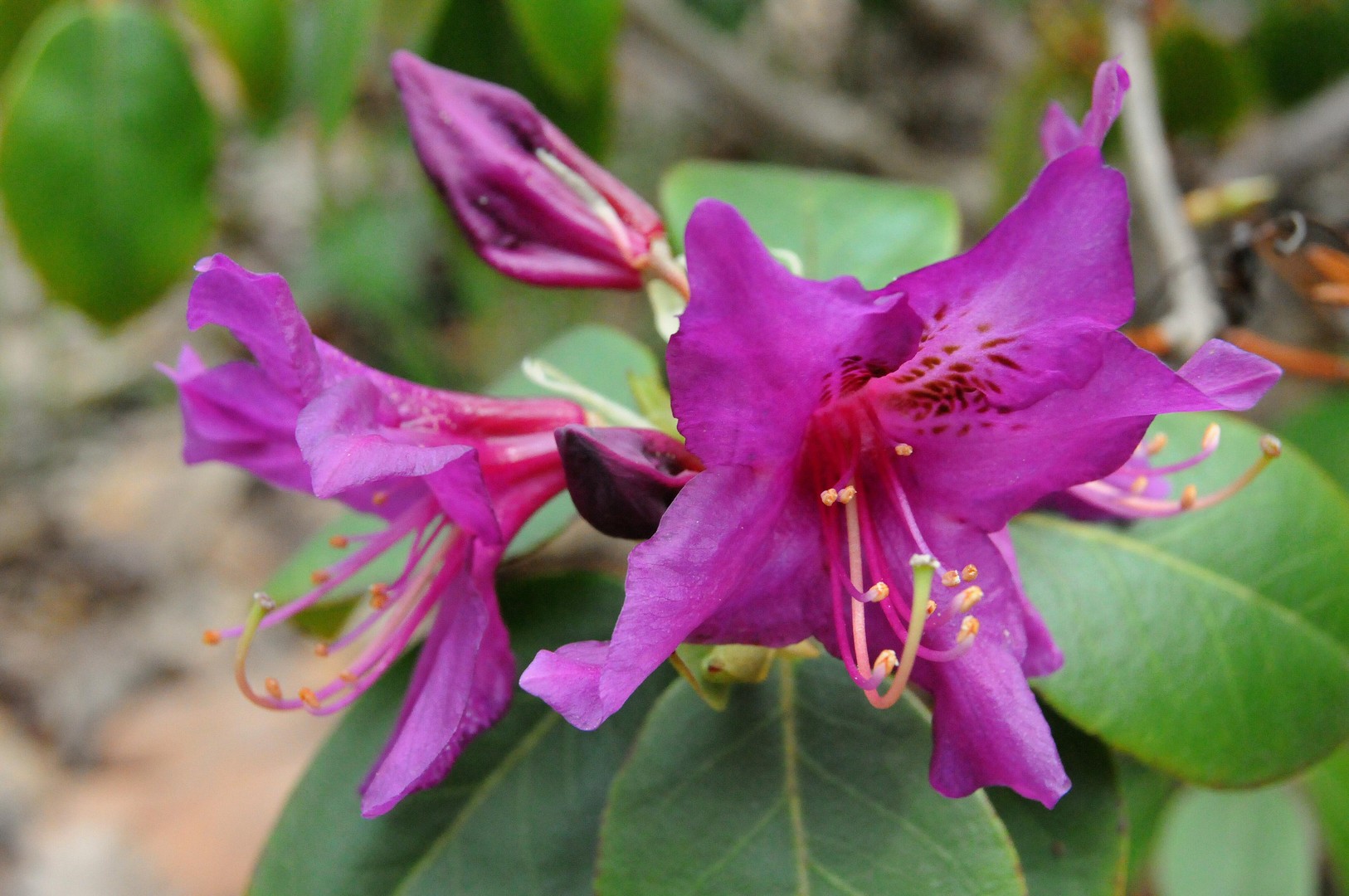 Rhodentronblüte lila