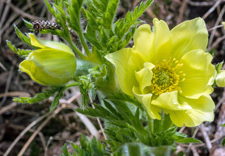 Schwefelgelbe Anemone