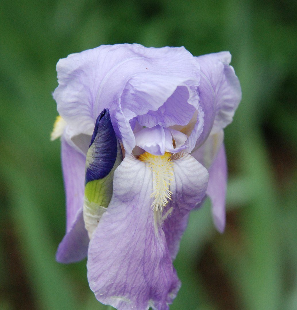 IRIS