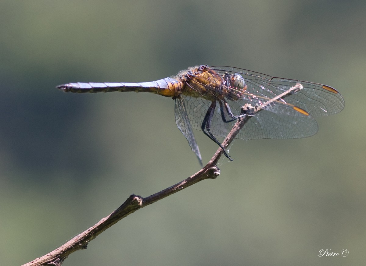 Libellula