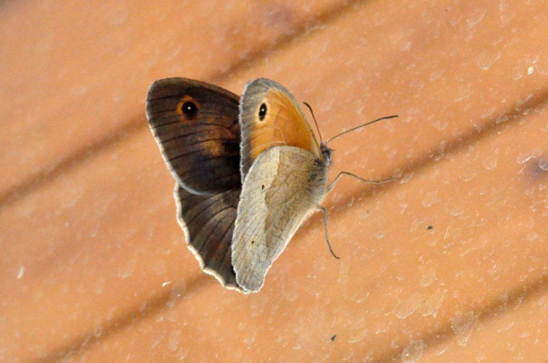 Schmetterling