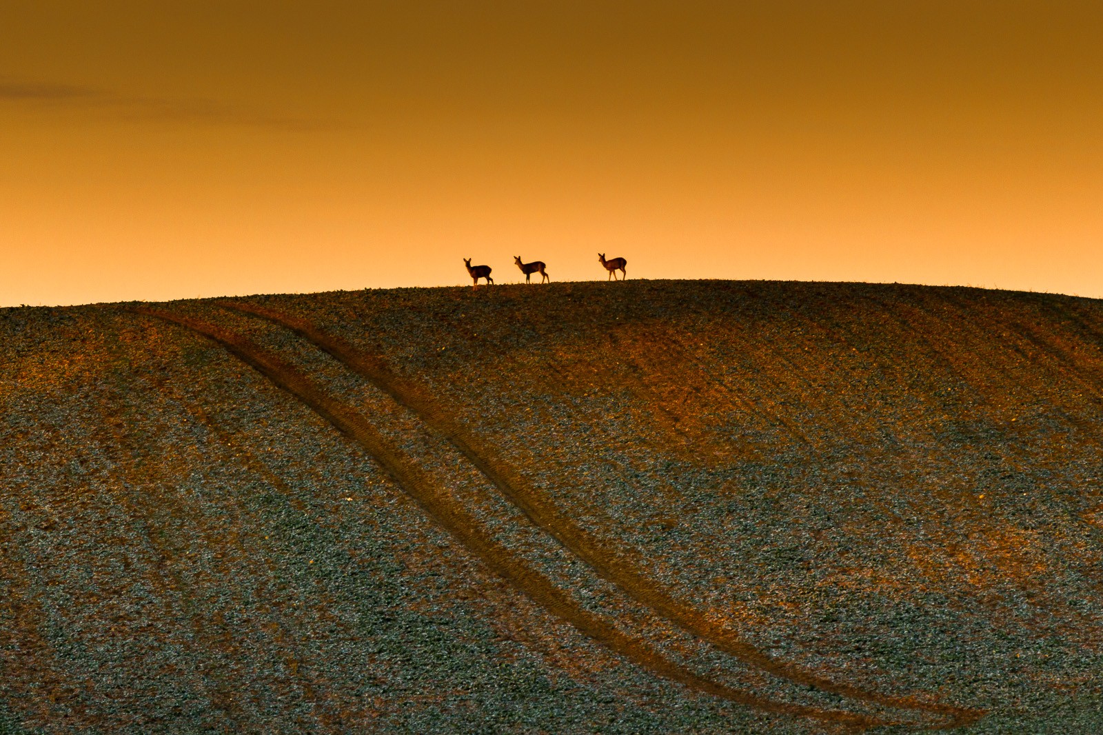 Rehe am Morgen