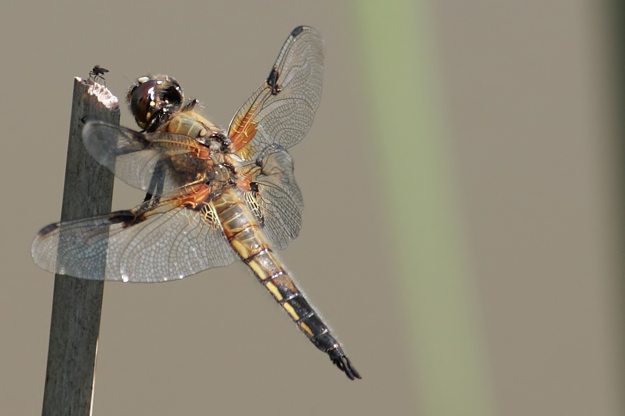 Vierfleck Libelle mit Kumpel