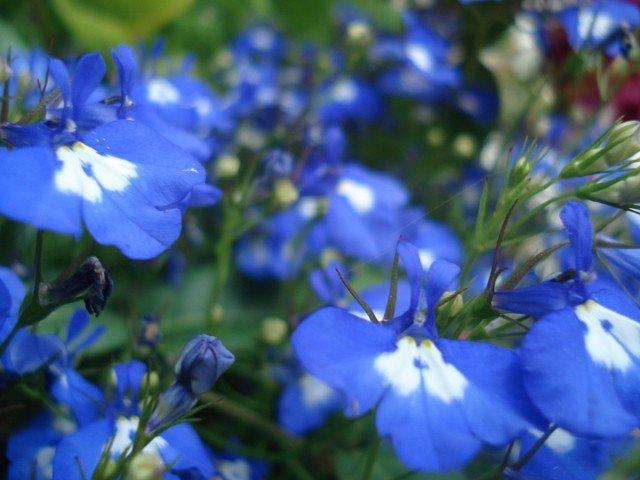 Blaue Blumen