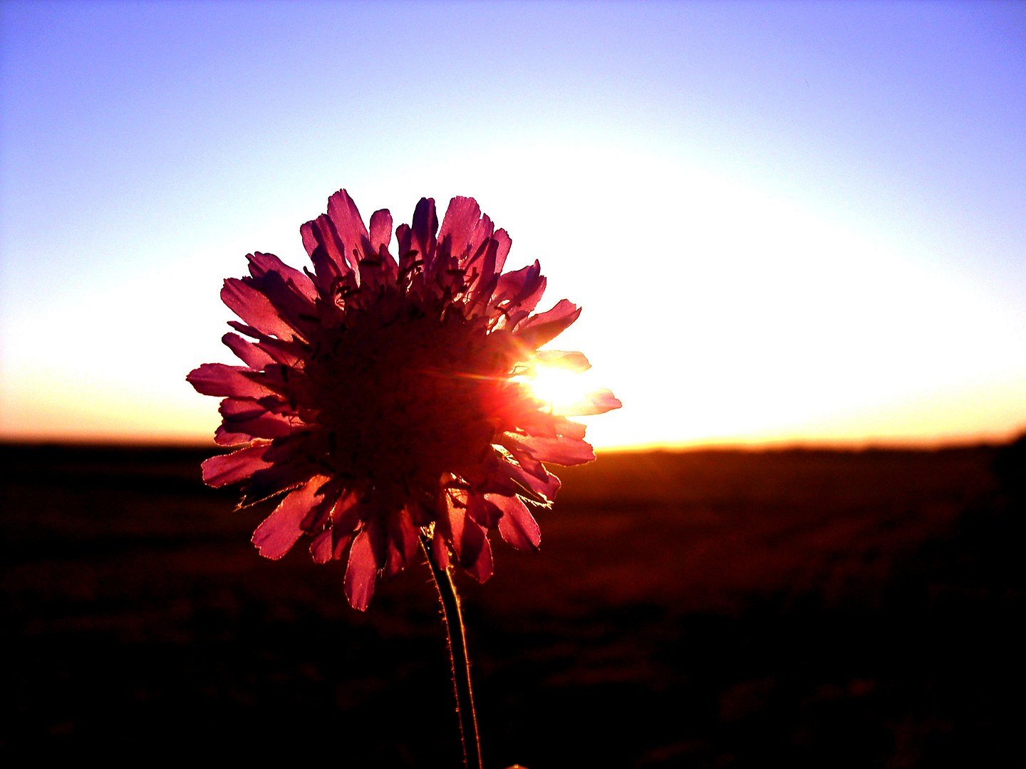 Sunset Flower