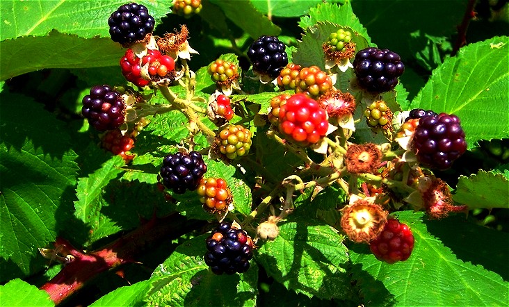 Brombeeren,guten Appetit!