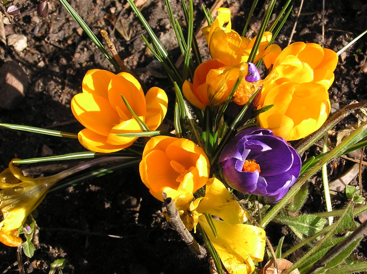 Krokusse, die Frühlingsboten