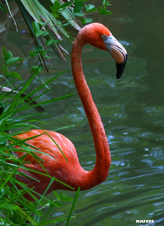 FLAMANT ROSE