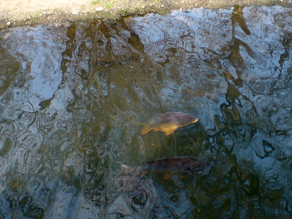 Karpfen und Lachs im Zoo