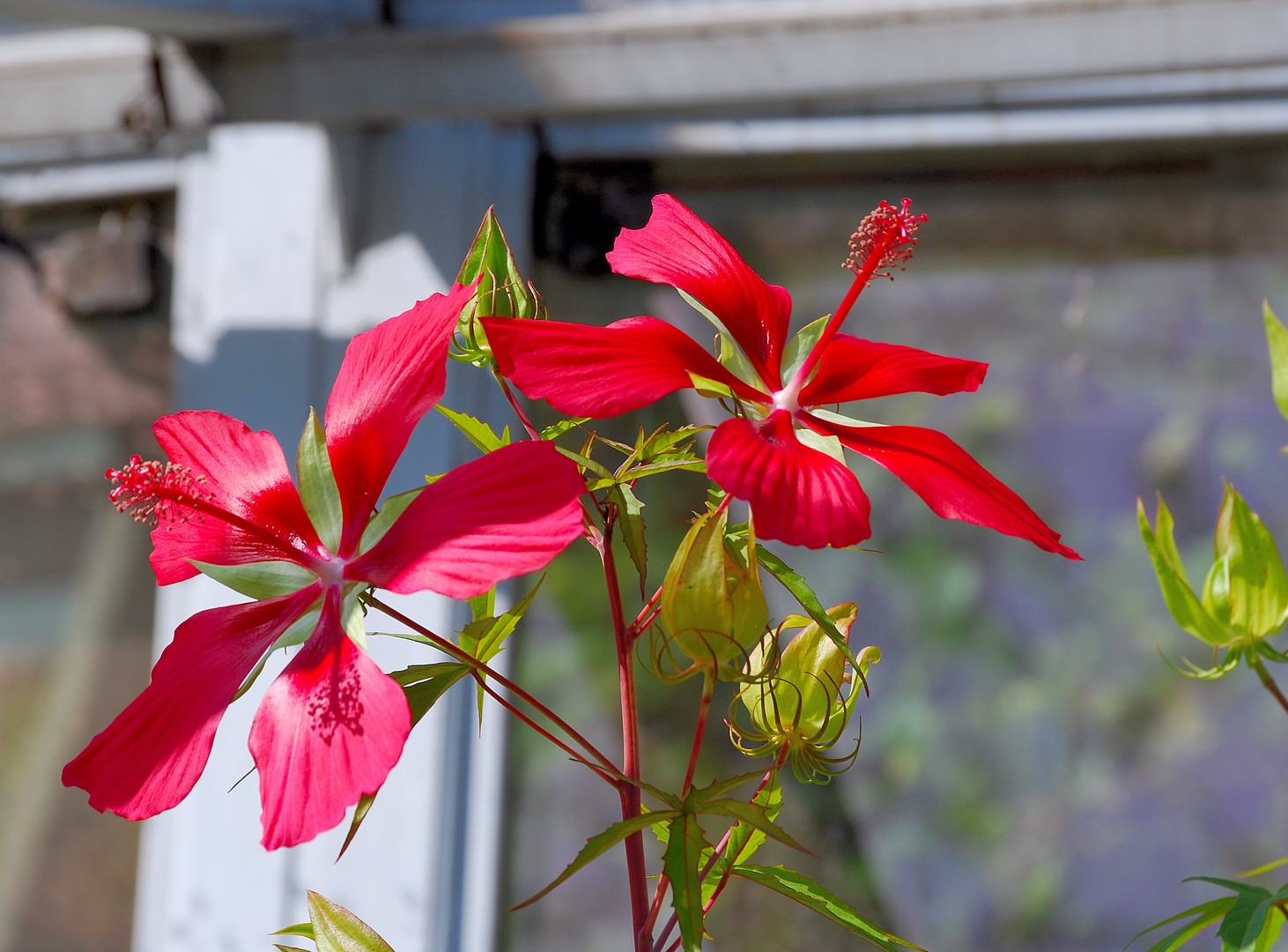 Fleurs.