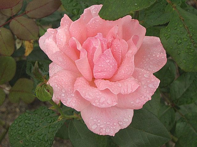 Rose in the rain