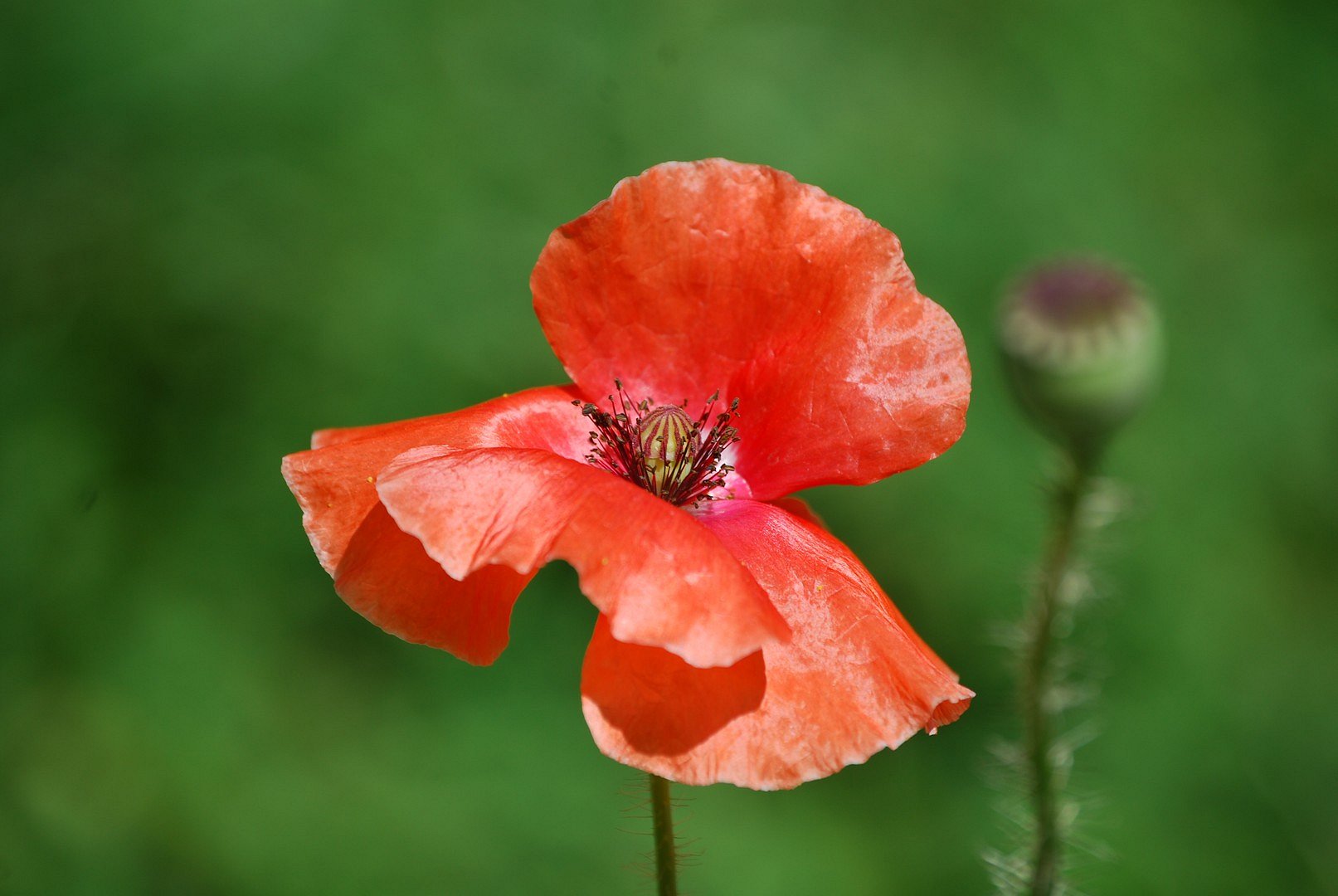 Coquelicot.