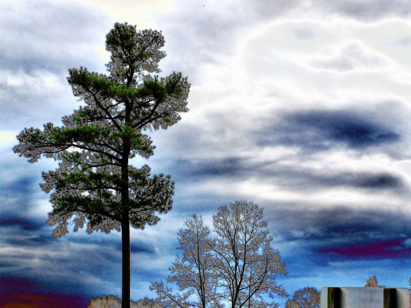 Tree and Clouds Study 1