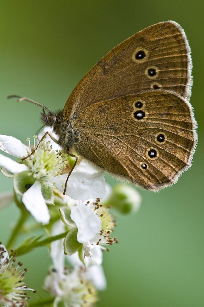 Brauner Waldvogel