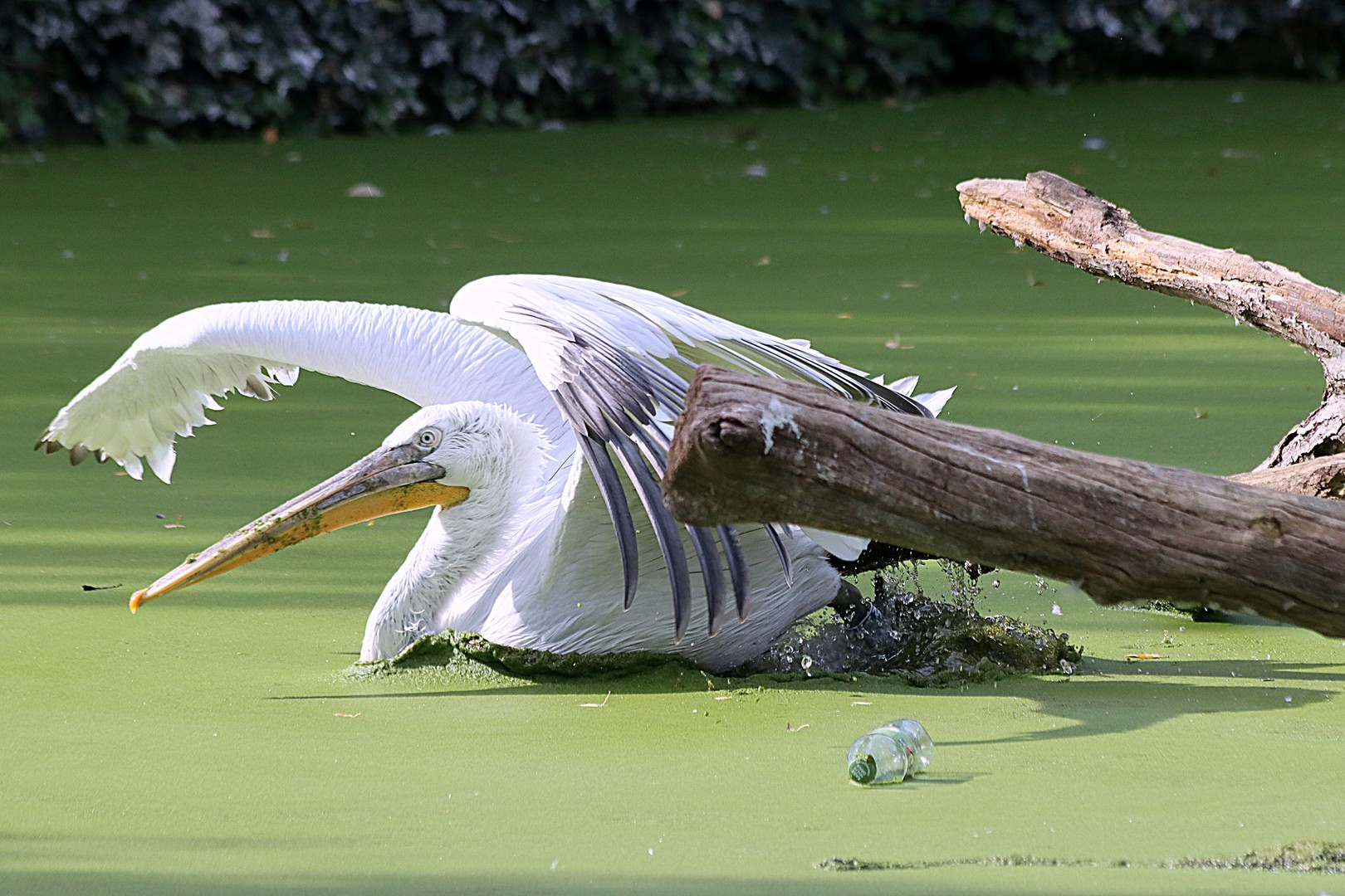 Pelikan im Leipziger Zoo