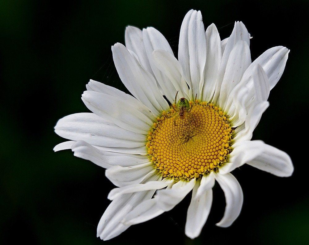 Blüte mit Wachschutz