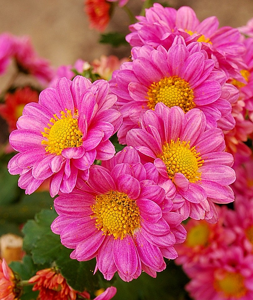 Chrysanthèmes.