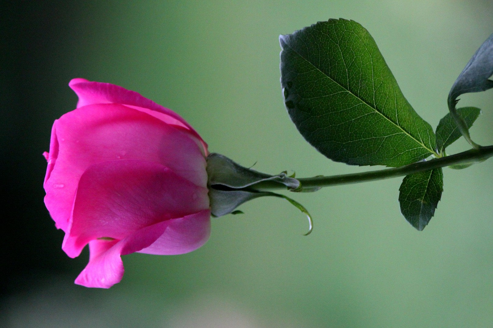 La vie en rose